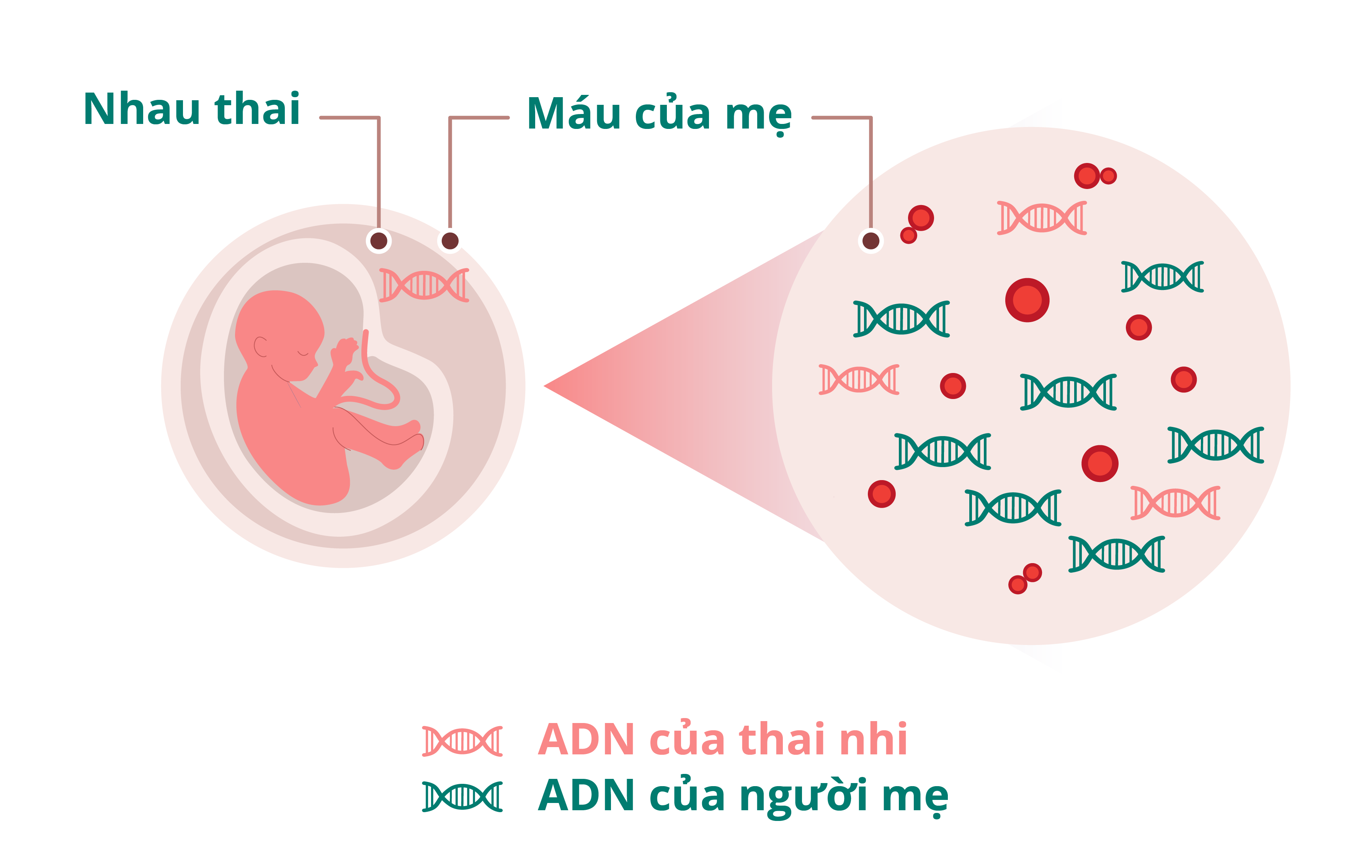 Nguyen-ly-hoat-dong-cua-xet-nghiem-gioi-tinh